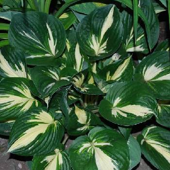 Хоста Hosta ‘Clifford’s Stingray’